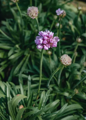 Armeria pseudarmeria Sweet Dreams