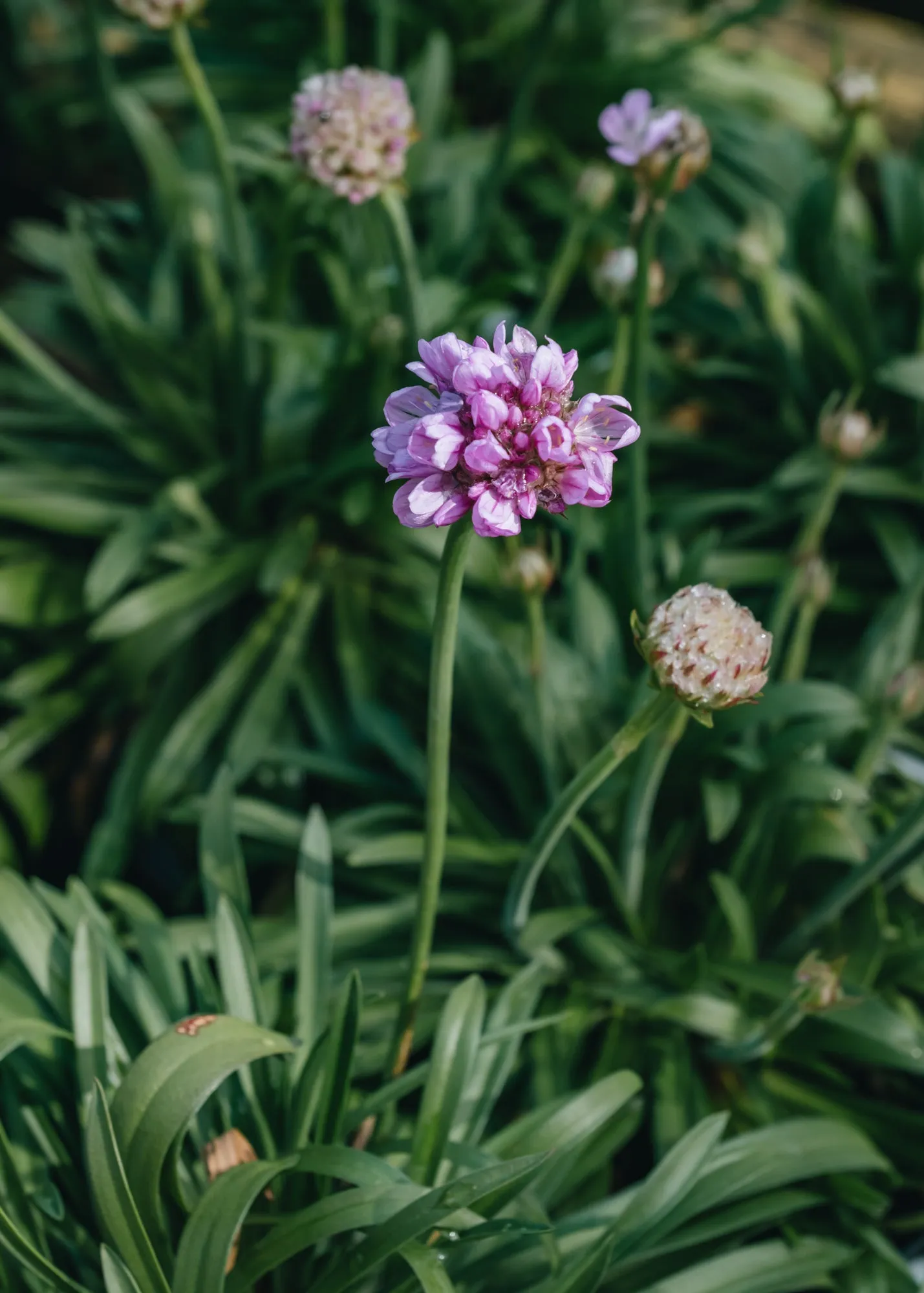 Armeria pseudarmeria Sweet Dreams