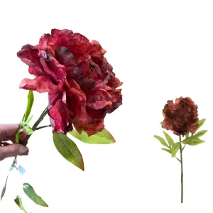 Dark red peony stem