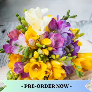 Freesia Fragrance Oil Pre Order